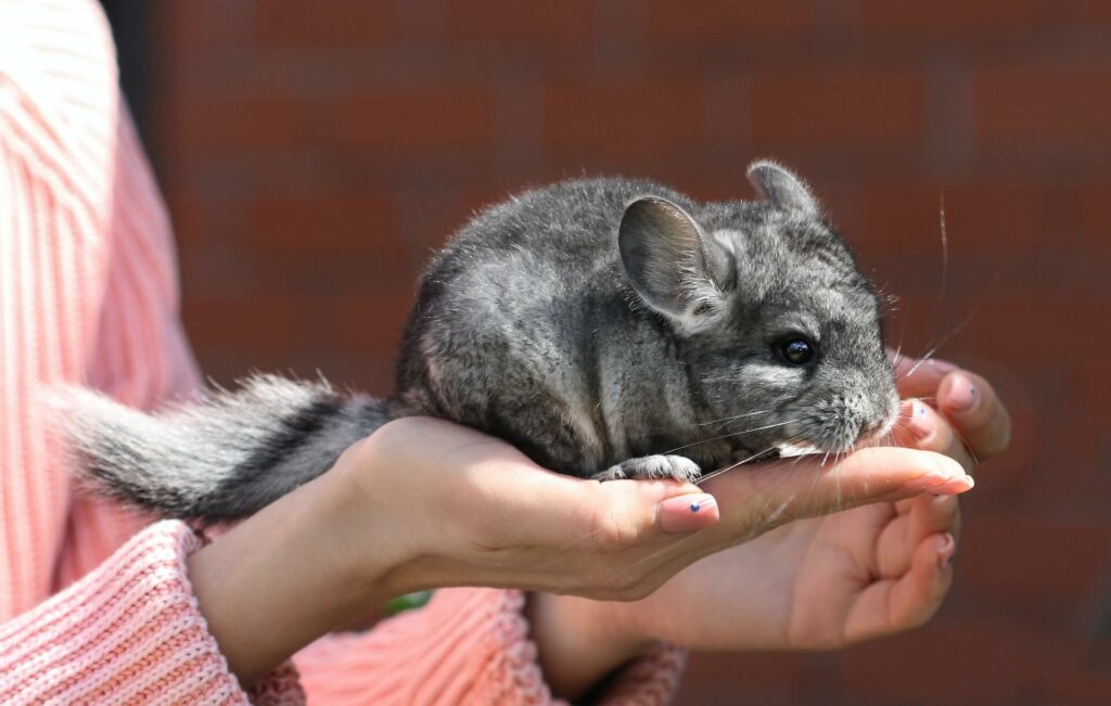 A woman holds a chinchilla in her hands