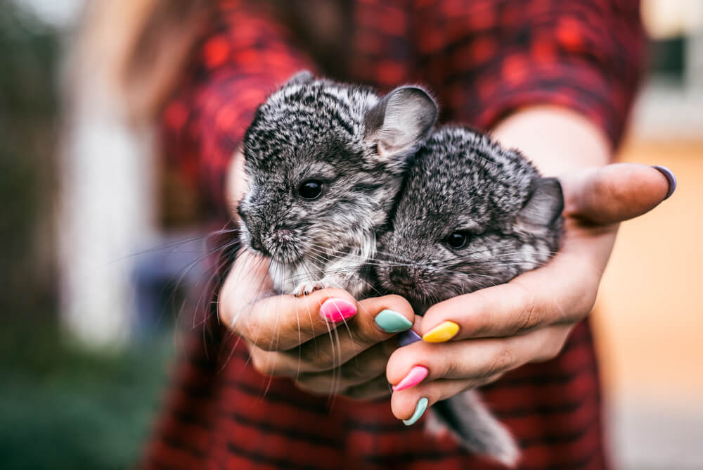 Chinchilla Baby Kids sitting on your hands