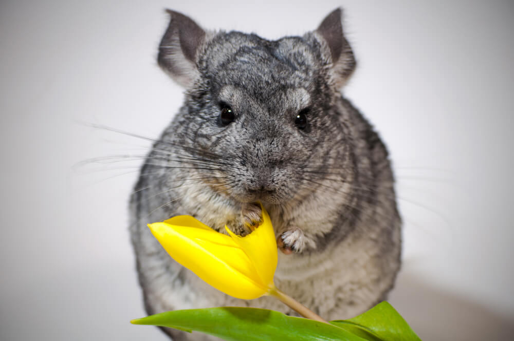 Chinchilla holds a flower, a tulip in her paws. on a white backgroun
