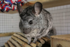 Chinchilla pet on wooden toy in cage