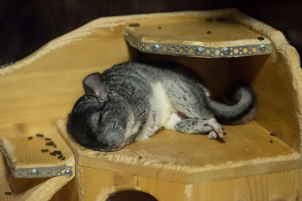 Chinchilla sleeping on the wooden house