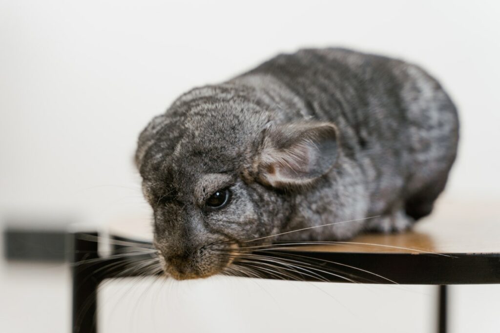 Long-tailed Chinchilla on a Chair